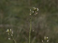 Arabidopsis thaliana 6, Zandraket, Saxifraga-Willem van Kruijsbergen